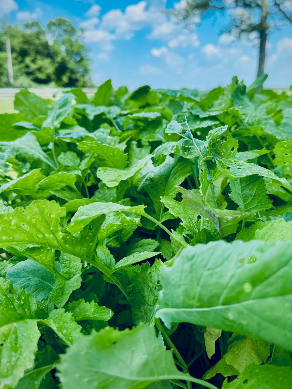Whitetail Hill brassicas field plot prepared for diverse soils and grazing