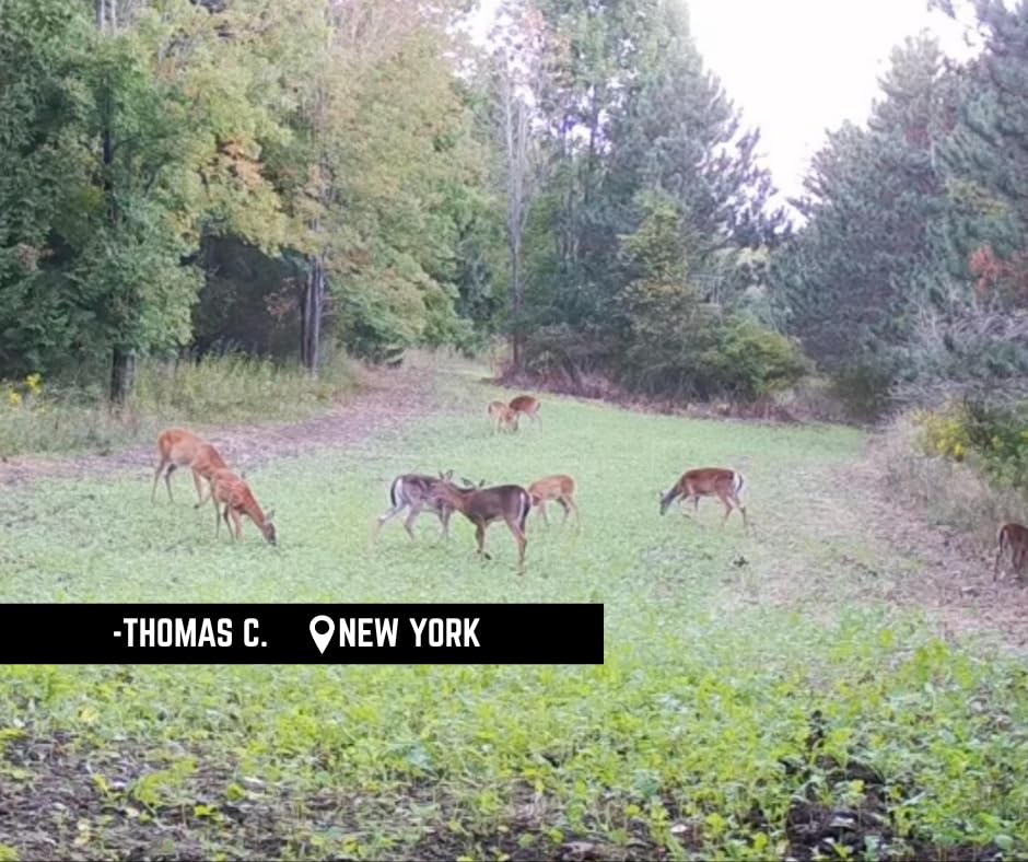 Whitetail Hill winter greens from brassicas provide year-round forage