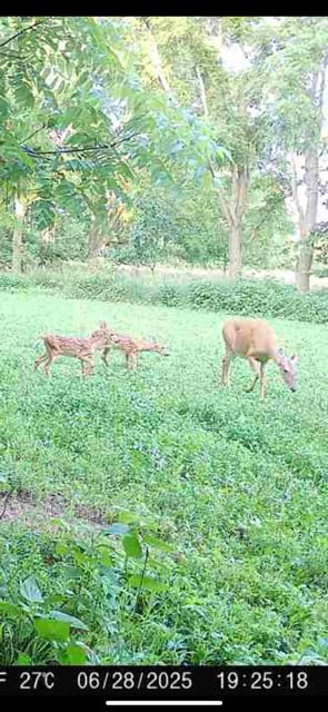 Whitetail Hill seasonal forage hints at year-round deer and turkey use.