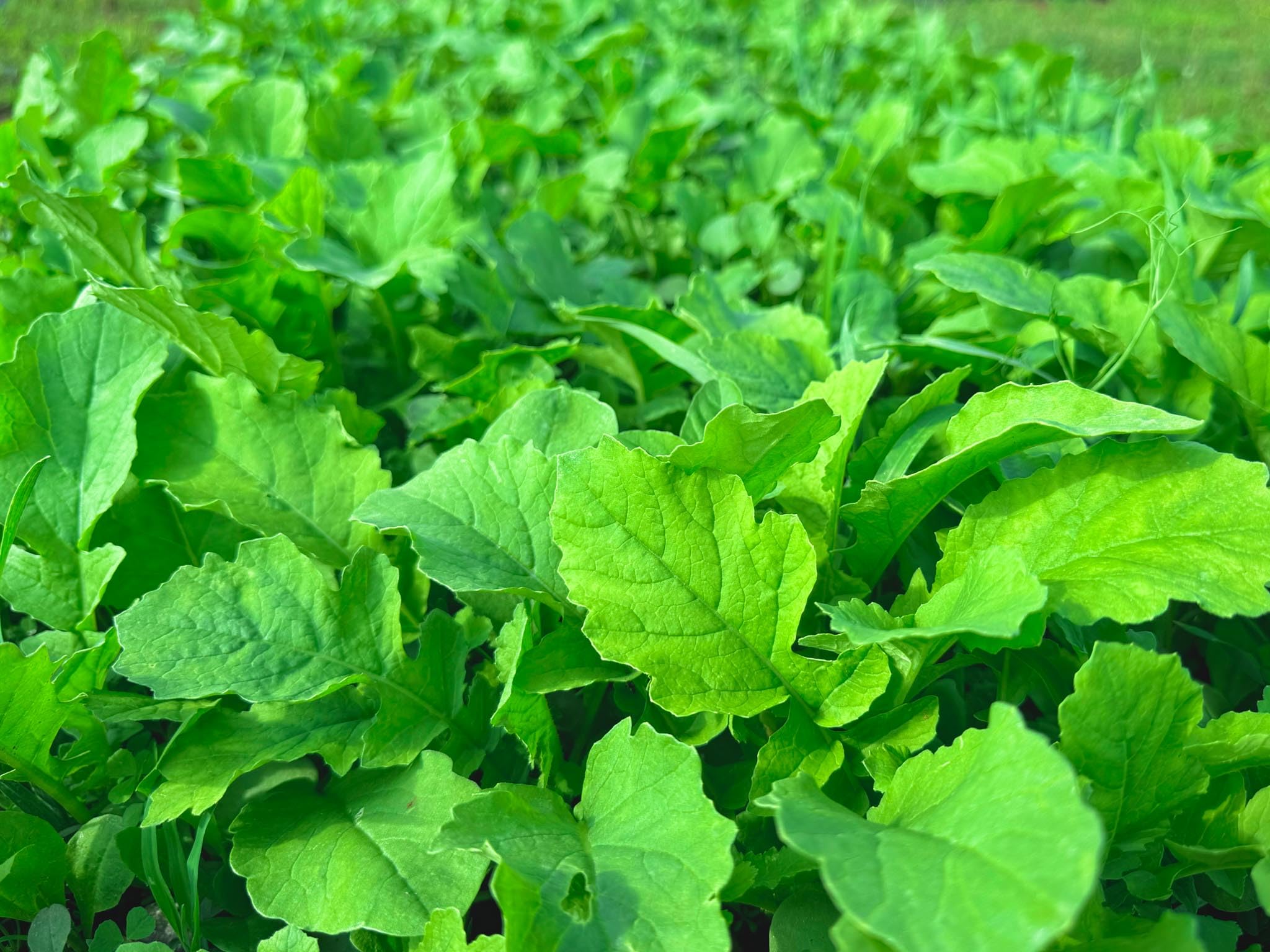 Whitetail Hill shade-tolerant plot growing in partial shade for deer-friendly plots