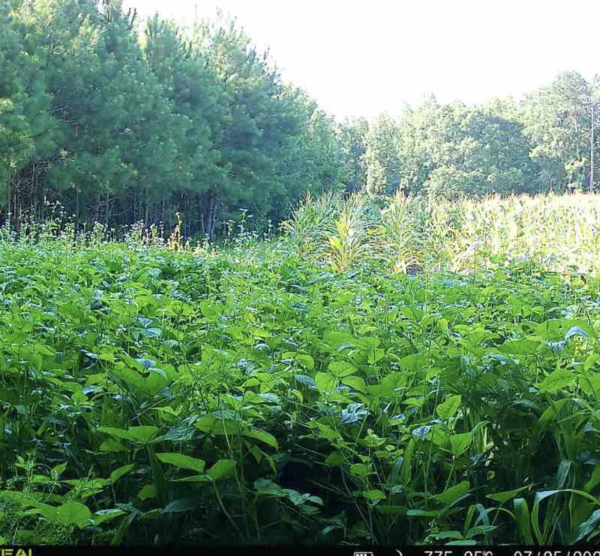 Whitetail Hill Sorghum Stand Growth supports vertical structure for deer browsing.