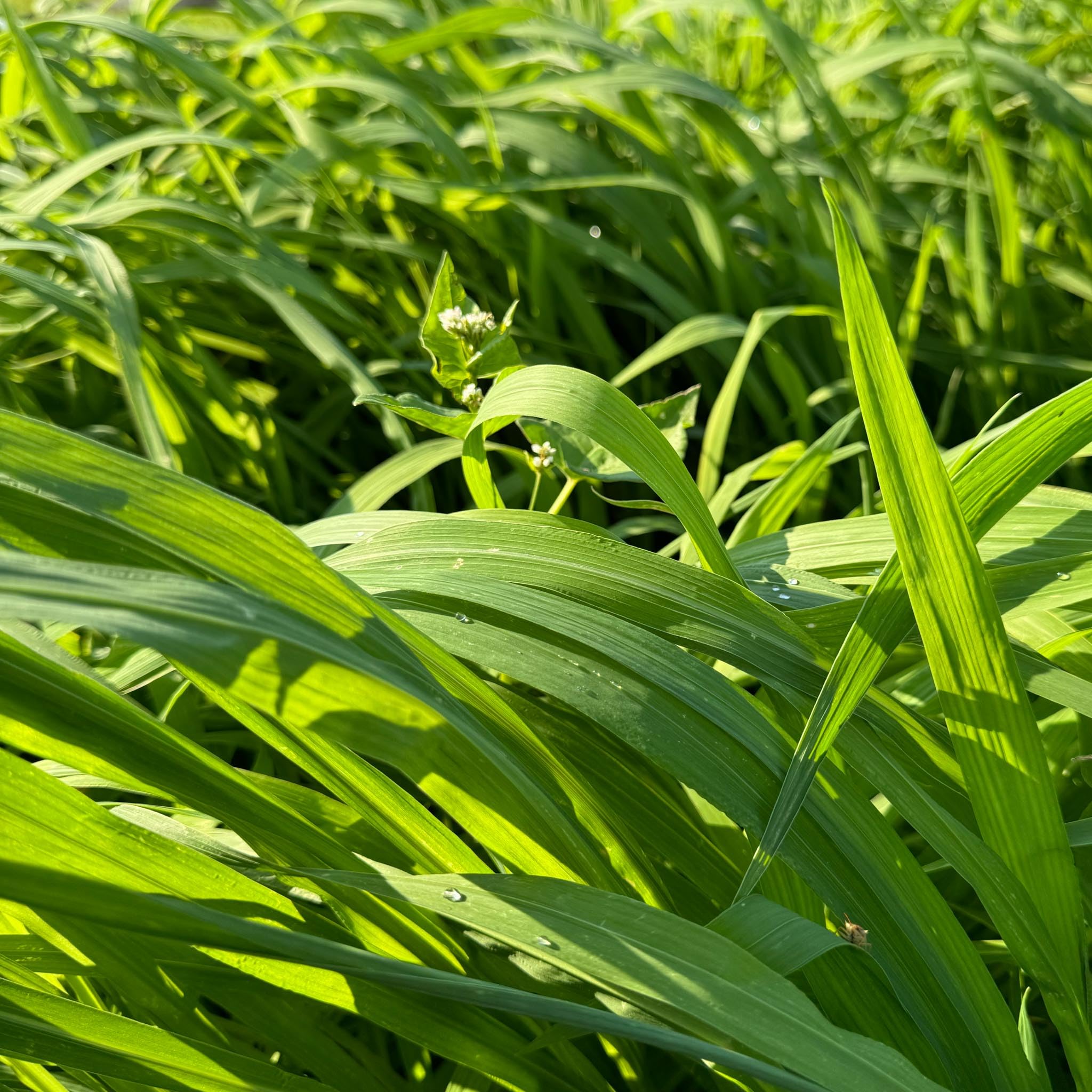 Close-up of Whitetail Hill Waterfowl Blend seeds showing millet and sorghum.