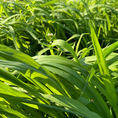 Close-up of Whitetail Hill Waterfowl Blend seeds showing millet and sorghum.