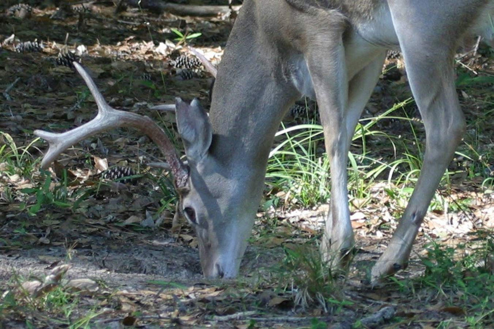 Whitetail Institute 30-06 ground-site setup shows easy 2-3 feet area prep.