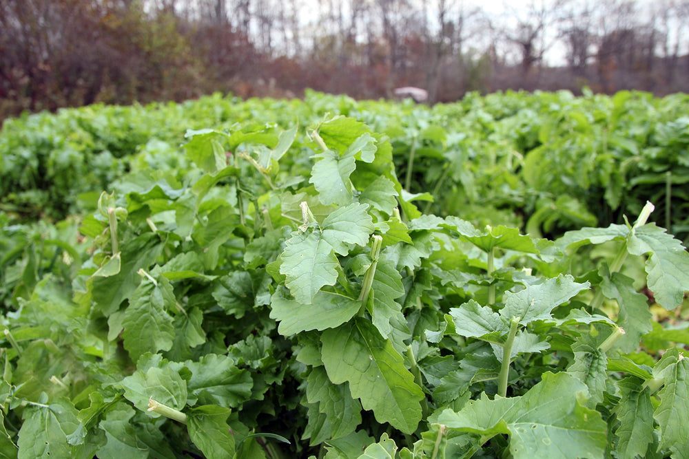 Whitetail Institute Beets & Greens field planting demonstrates quick establishment