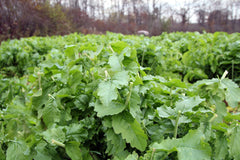 Whitetail Institute Beets & Greens field planting demonstrates quick establishment