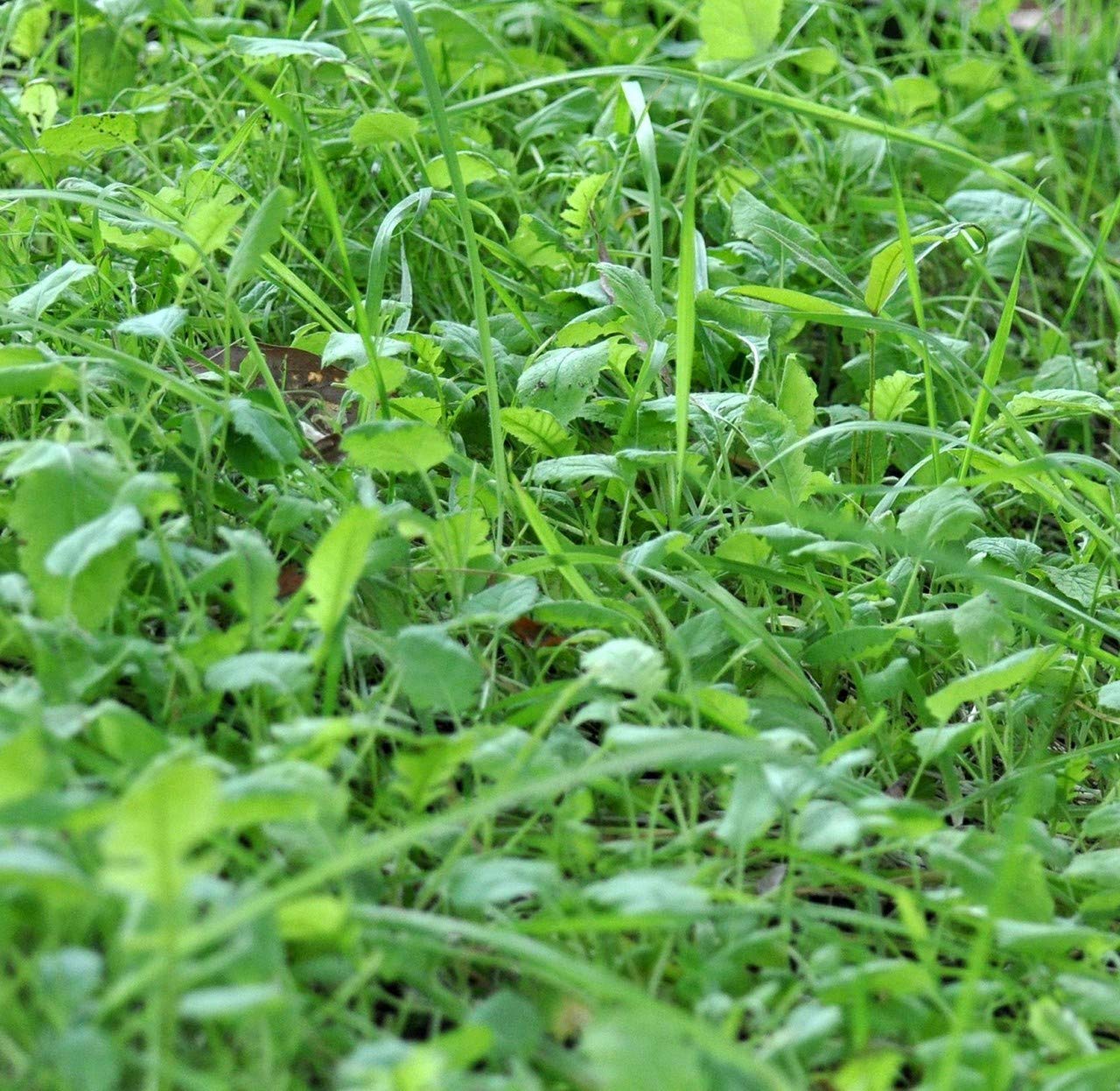 BowStand partial shade growth demonstrates reliable forage in limited sunlight.
