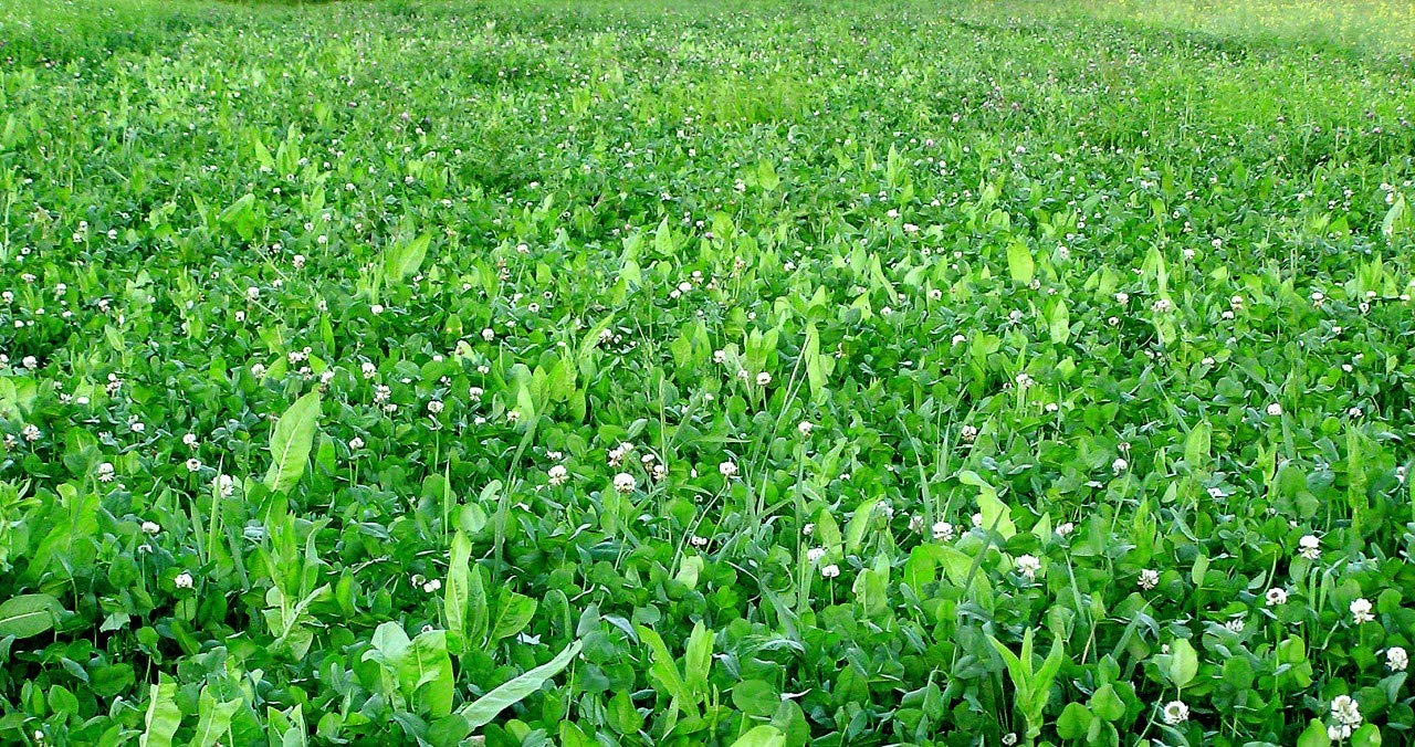 Deersample feeding scene on a Whitetail Institute Fusion plot