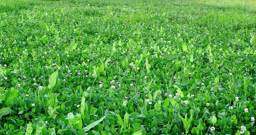 Deersample feeding scene on a Whitetail Institute Fusion plot