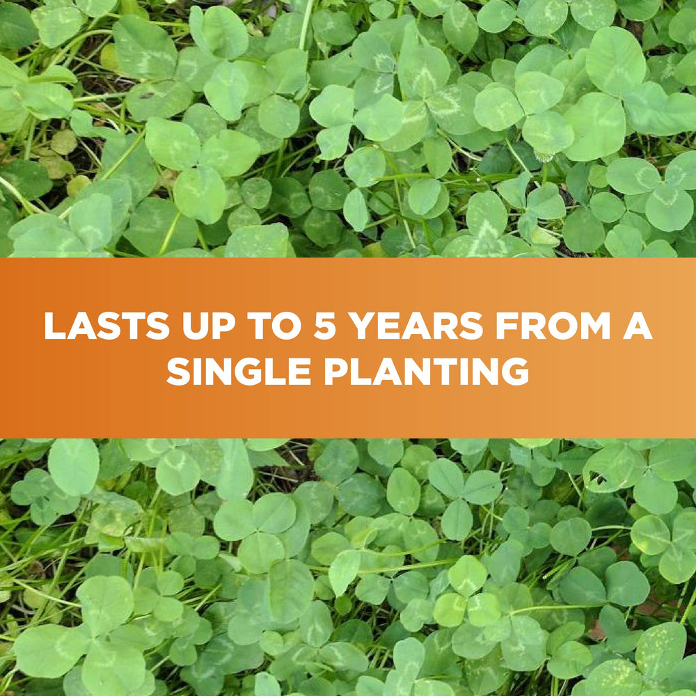 Spring or fall planting window compatible with Whitetail Institute Imperial Clover