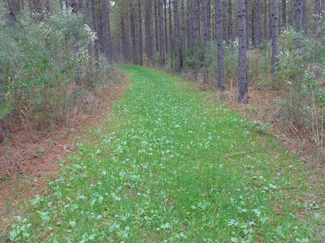 Deer-friendly Imperial No-Plow plot attracts wildlife