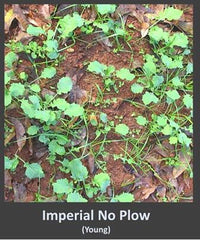 Whitetail Institute No-Plow drought-tolerant seed blend suitable for tough sites