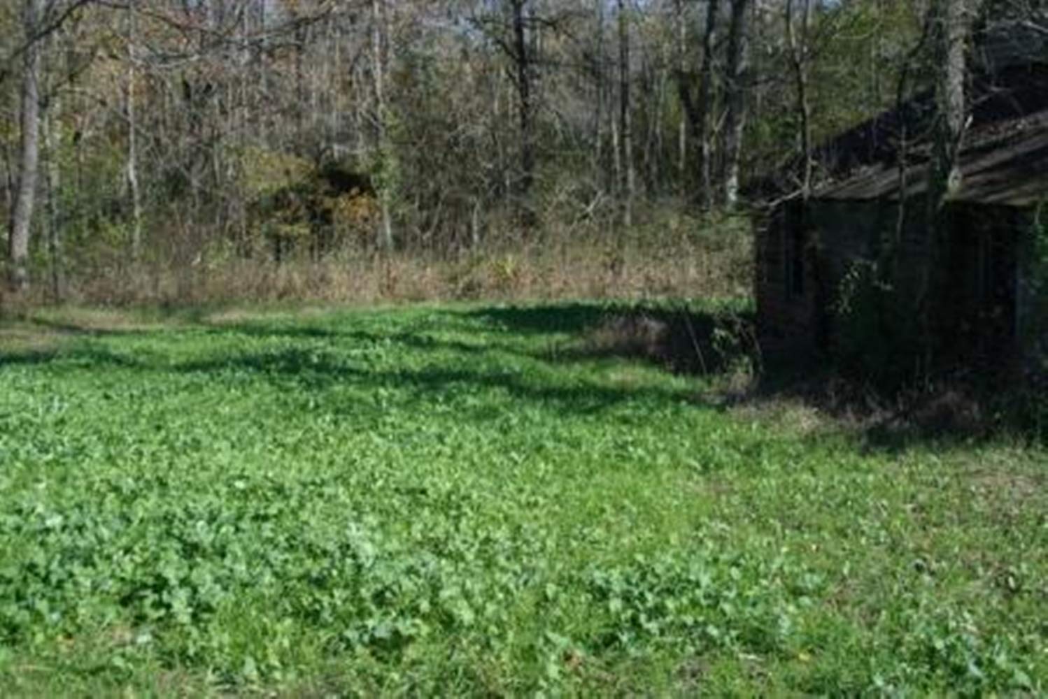 Whitetail Institute No-Plow minimal-ground-prep planting option for hard-to-reach plots