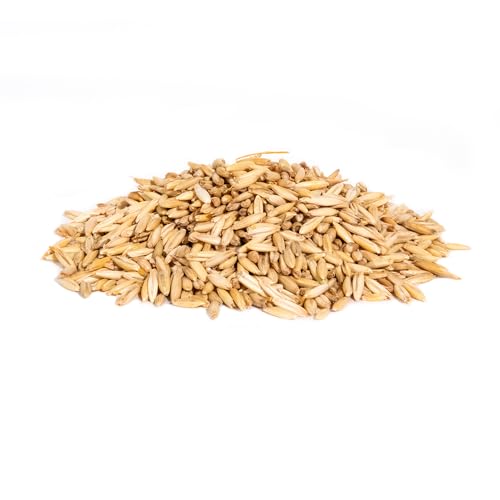 Whitetail Institute Oats Plus in field showing cold tolerance for winter plots.