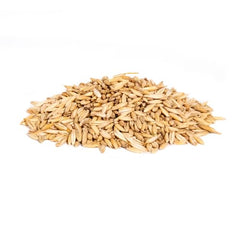 Whitetail Institute Oats Plus in field showing cold tolerance for winter plots.