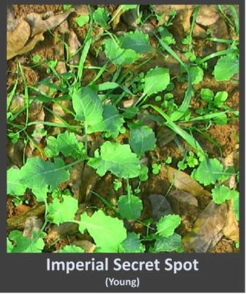 Whitetail Institute Secret Spot ground prep showing minimal work to establish seed-to-soil contact.