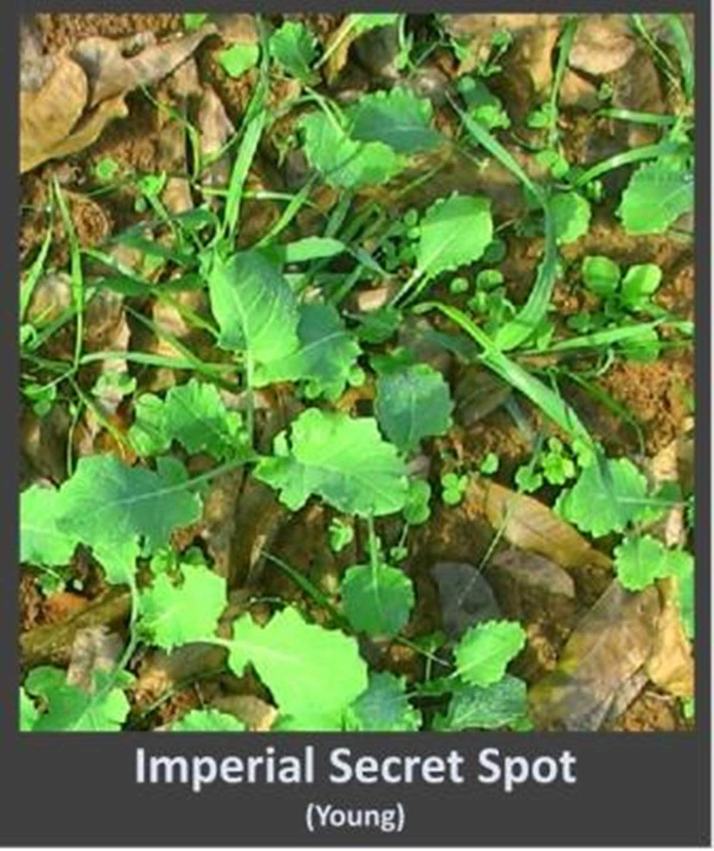 Whitetail Institute Secret Spot ground prep showing minimal work to establish seed-to-soil contact.
