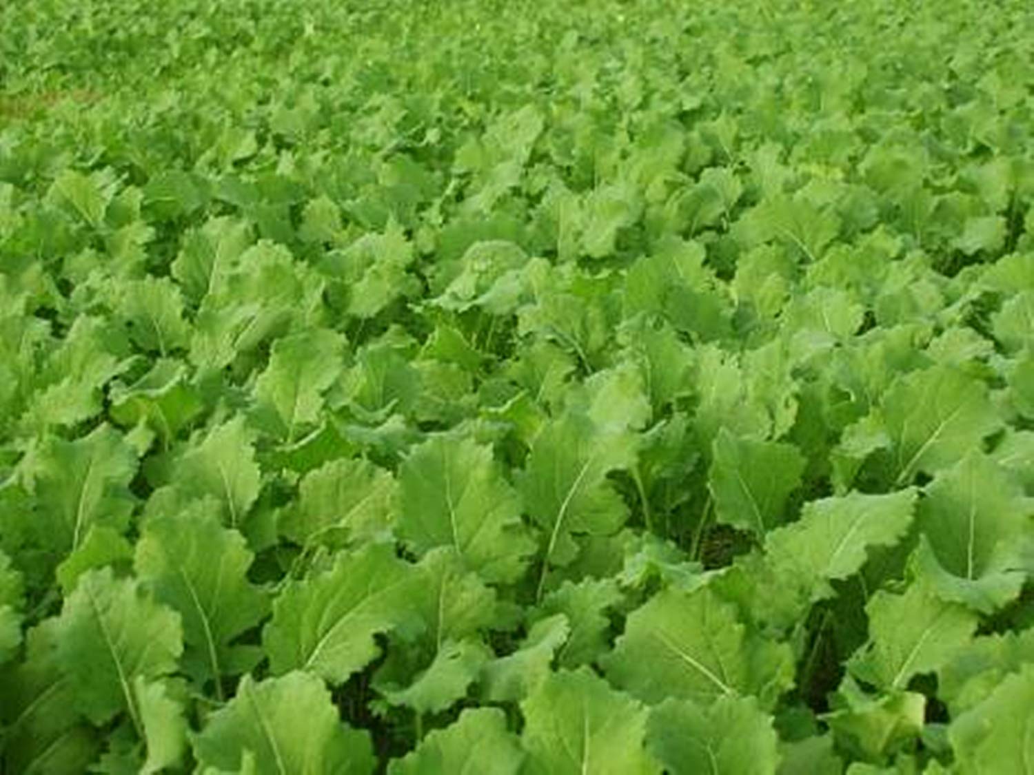 Whitetail Institute Tall Tine Tubers in field showing robust growth in tough conditions.