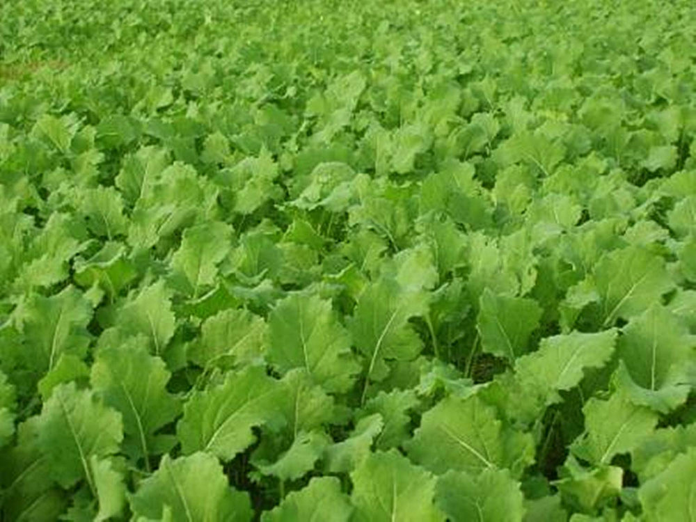 Tall Tine Tubers emerge in field for rapid establishment