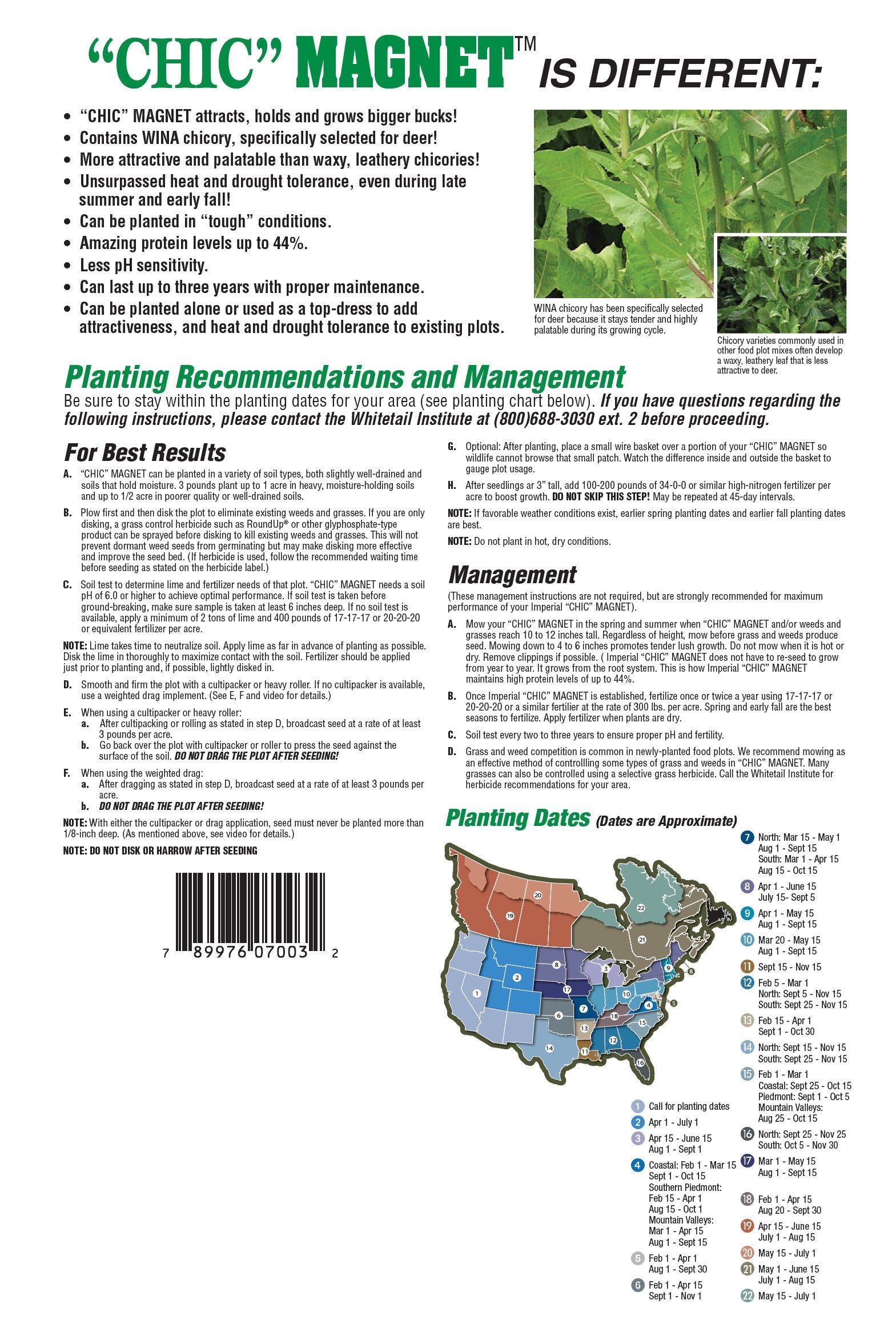 Whitetail Institute WINA-100 chicory leaves close-up showing tender forage.