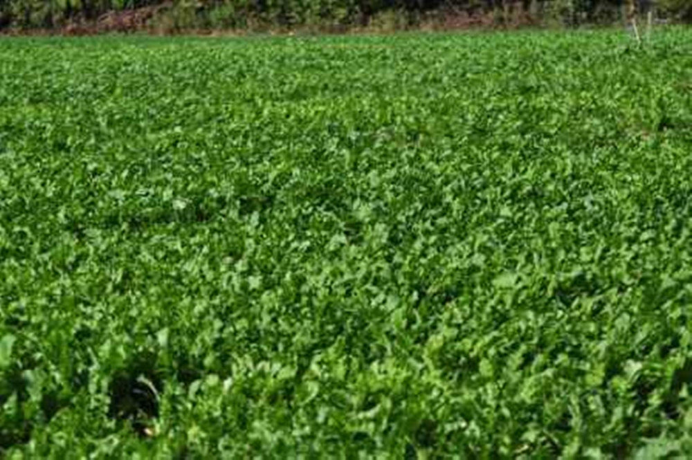 Whitetail Institute Winter Peas Plus plants resist heavy grazing.