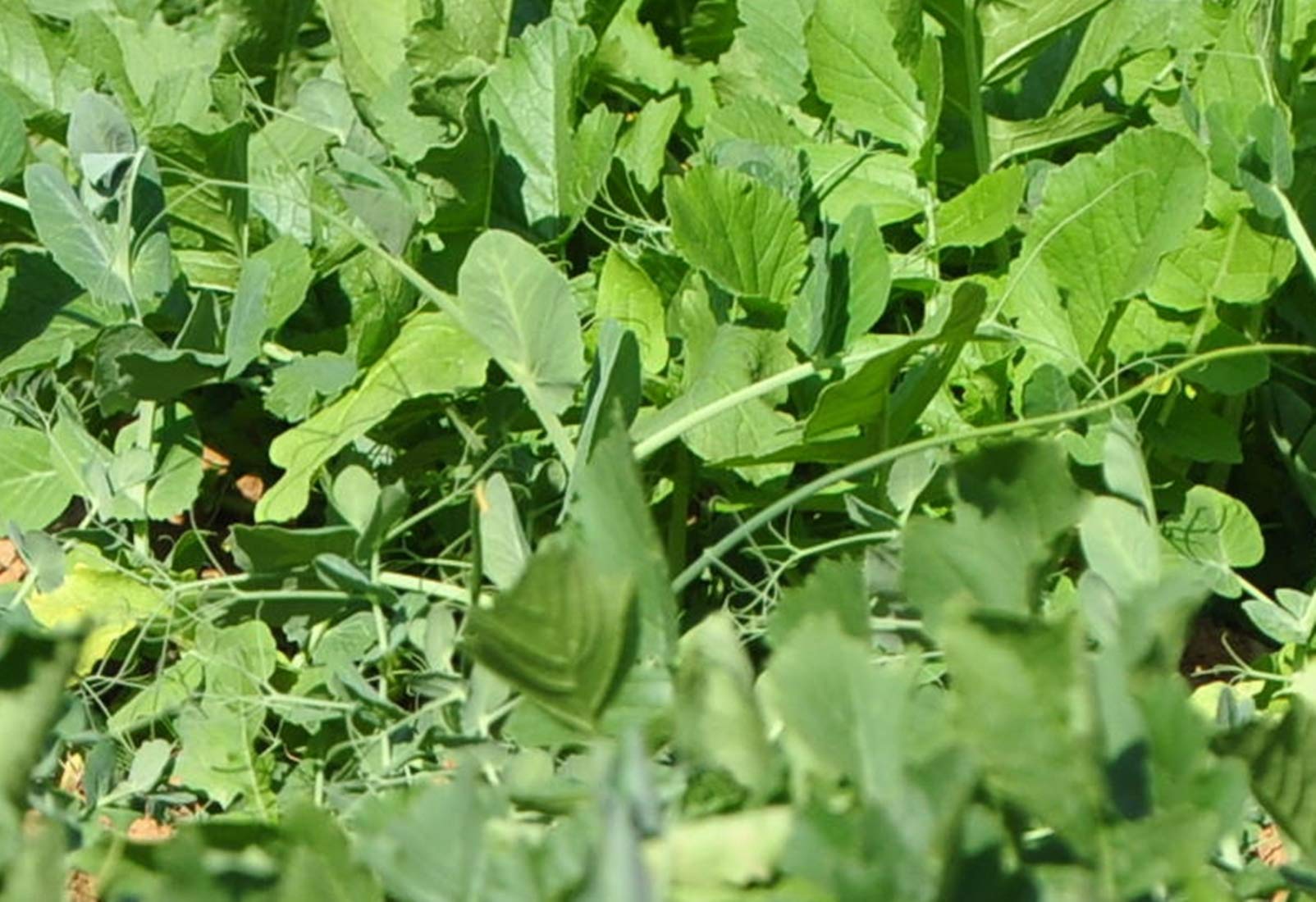 Whitetail Institute Winter Peas Plus attracting deer during late season.