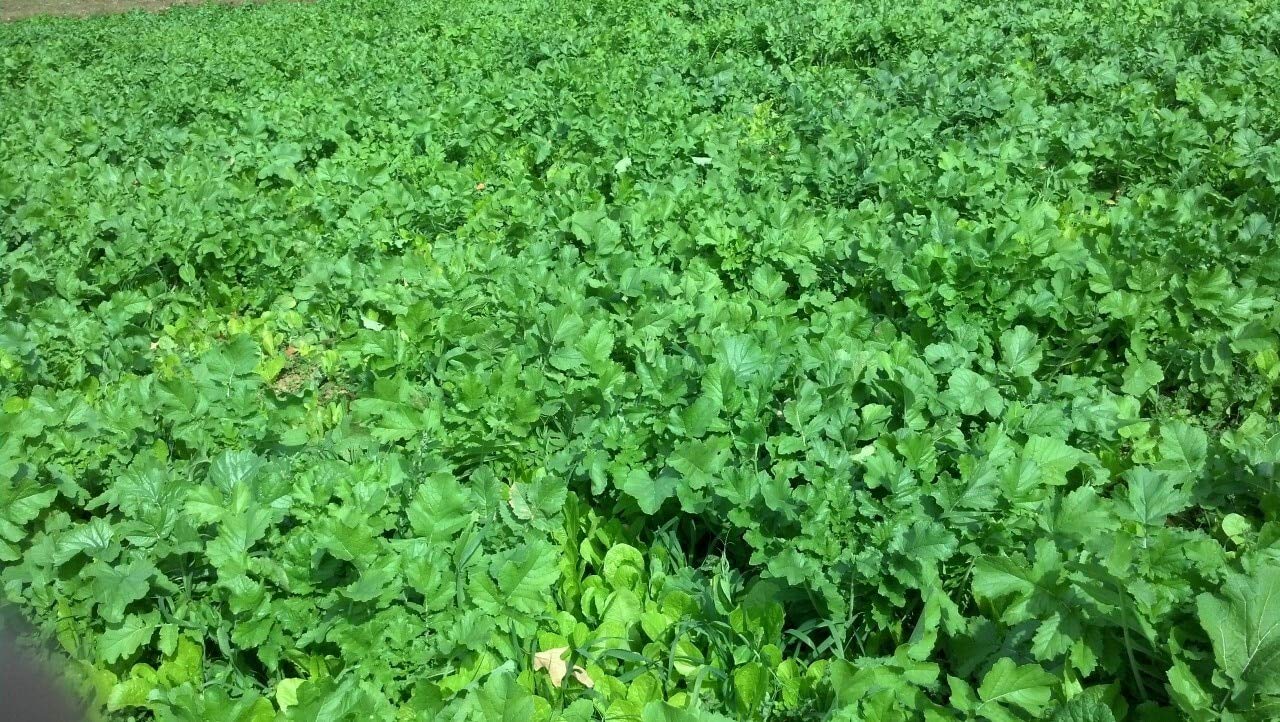 Whitetail Institute Winter Peas Plus early and late season tonnage.