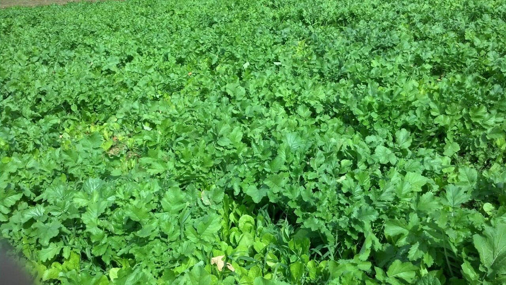 Whitetail Institute Winter Peas Plus early and late season tonnage.