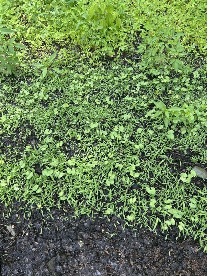 Whitetail Hill Soggy Bottoms patch ready for harvest on a damp site