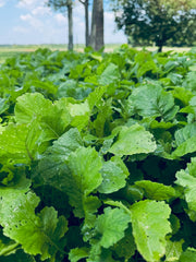 Whitetail Hill Soggy Bottoms moisture-tolerant clover thriving in damp soil