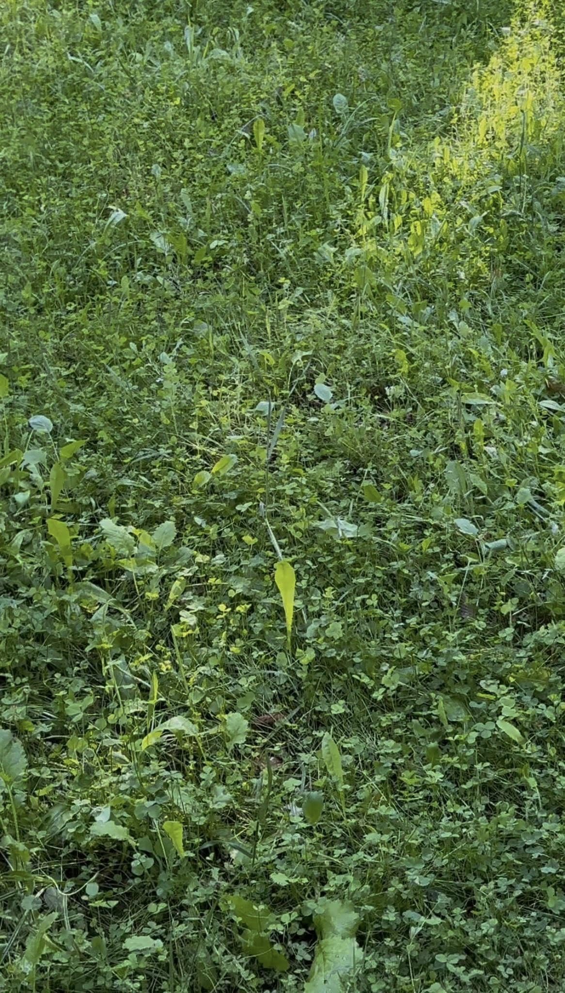 Whitetail Hill Soggy Bottoms seed mix enabling planting in a wet area