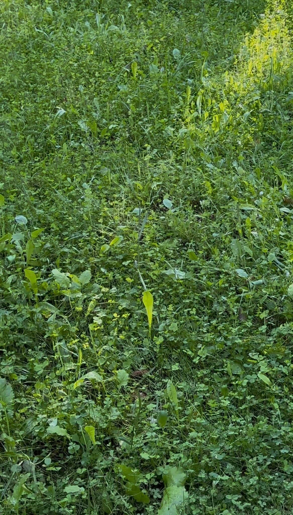 Whitetail Hill Soggy Bottoms seed mix enabling planting in a wet area