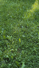 Whitetail Hill Soggy Bottoms seed mix enabling planting in a wet area