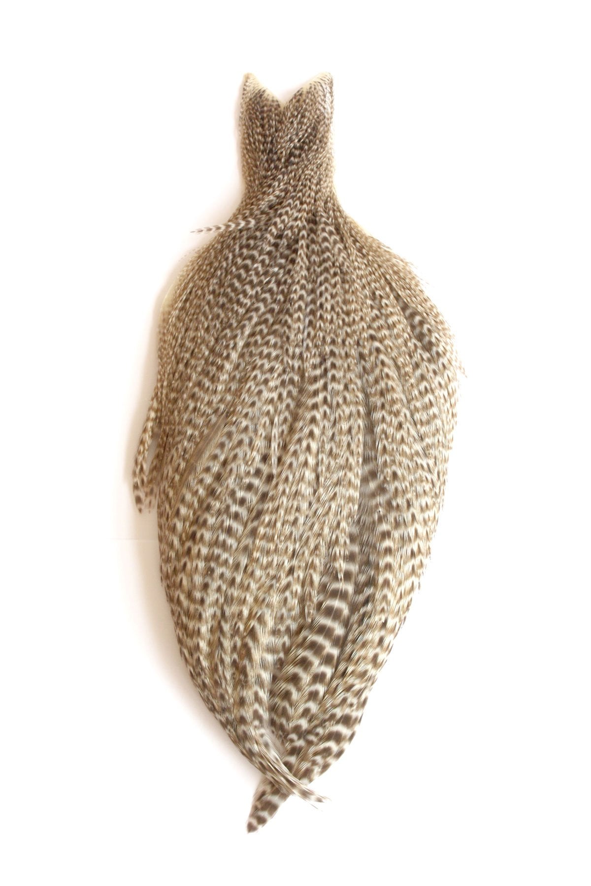 Whiting Farms hen cape in grizzly dyed olive for dry fly wings and versatile collars.