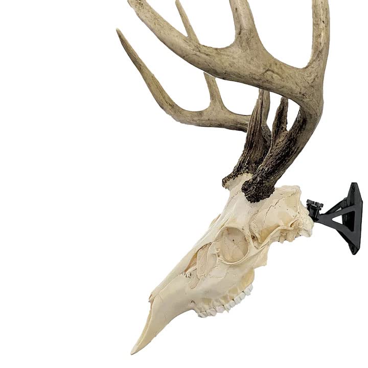 Wicked North Hang Up bracket demonstrates universal-fit skull mount for trophy display.