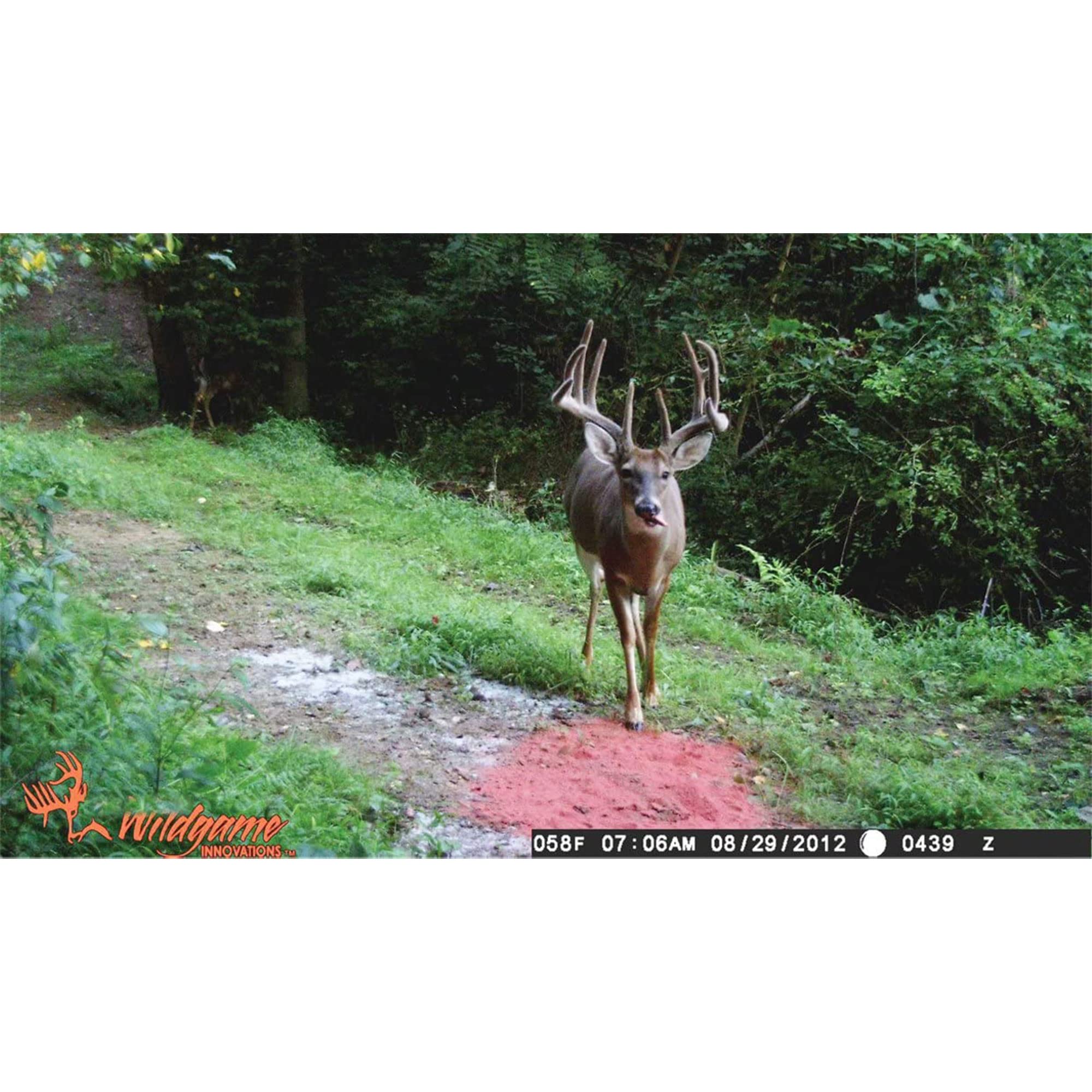 Wildgame Innovations Sugar Beet Crushed blends real beets with roasted soybeans for energy.