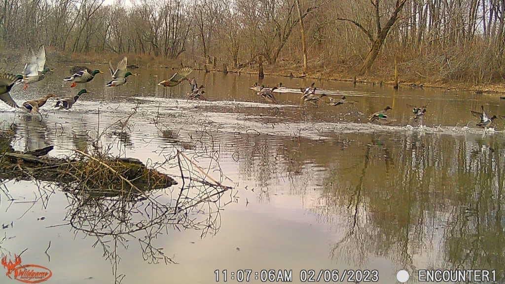 Wildgame Innovations Terra Extreme XD durable woodland use for monitoring