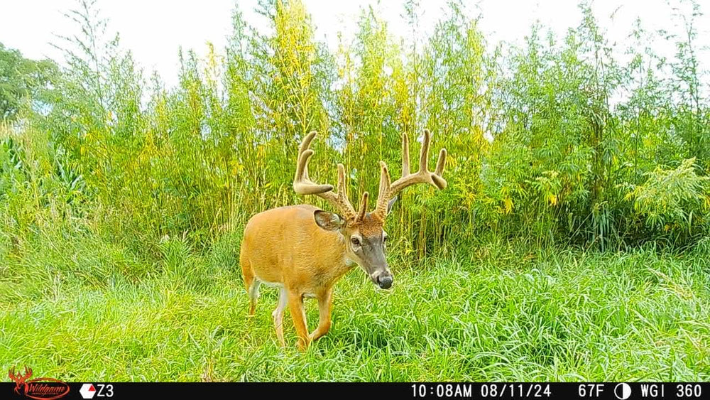 Wildgame Orbit night-vision LEDs illuminate nocturnal scenes for clear evidence.