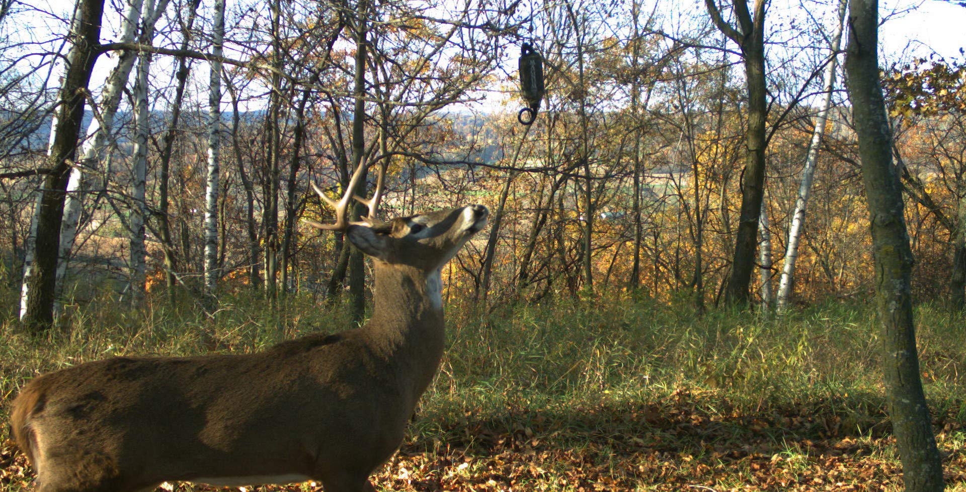 Active-Scrape combo setup keeps scrapes fresh and inviting for bucks