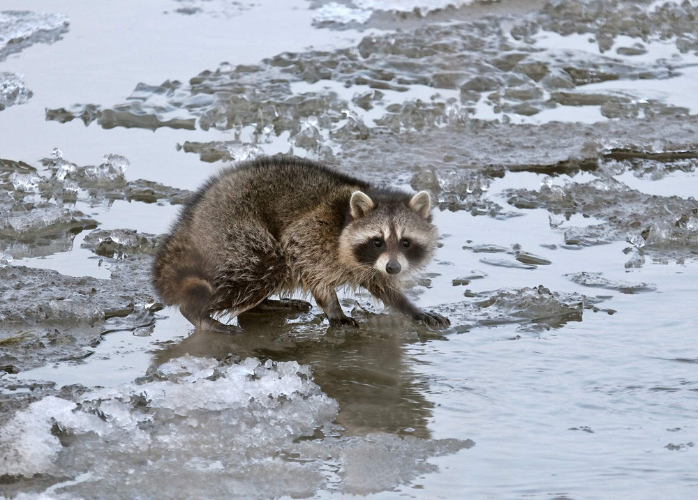 Trapper applying Hard-Core raccoon lure in the field