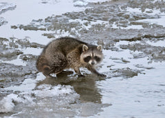 Trapper applying Hard-Core raccoon lure in the field