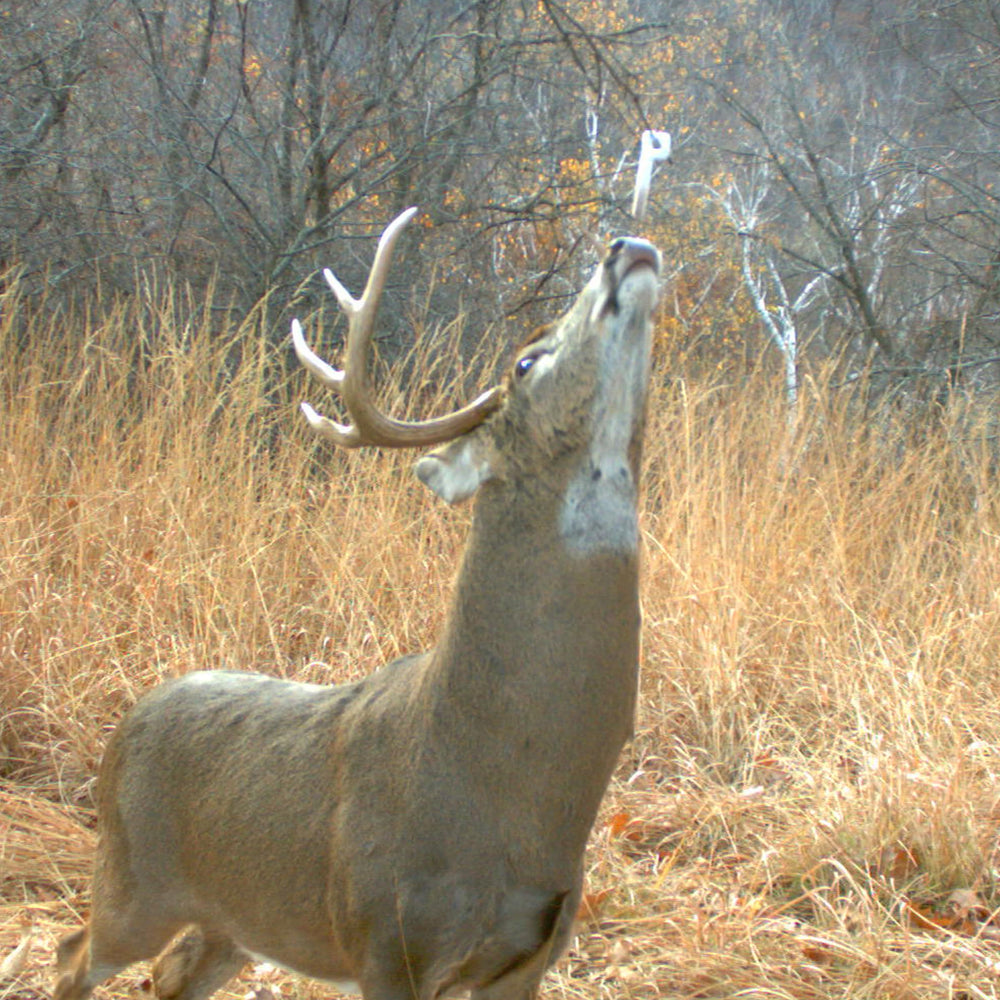 Wildlife Research Center Key-Wick maintains lure integrity during field use.