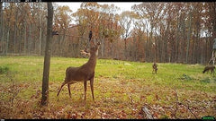 Wildlife Research Center Magnum Scrape-Dripper shown for elevated scent cue.