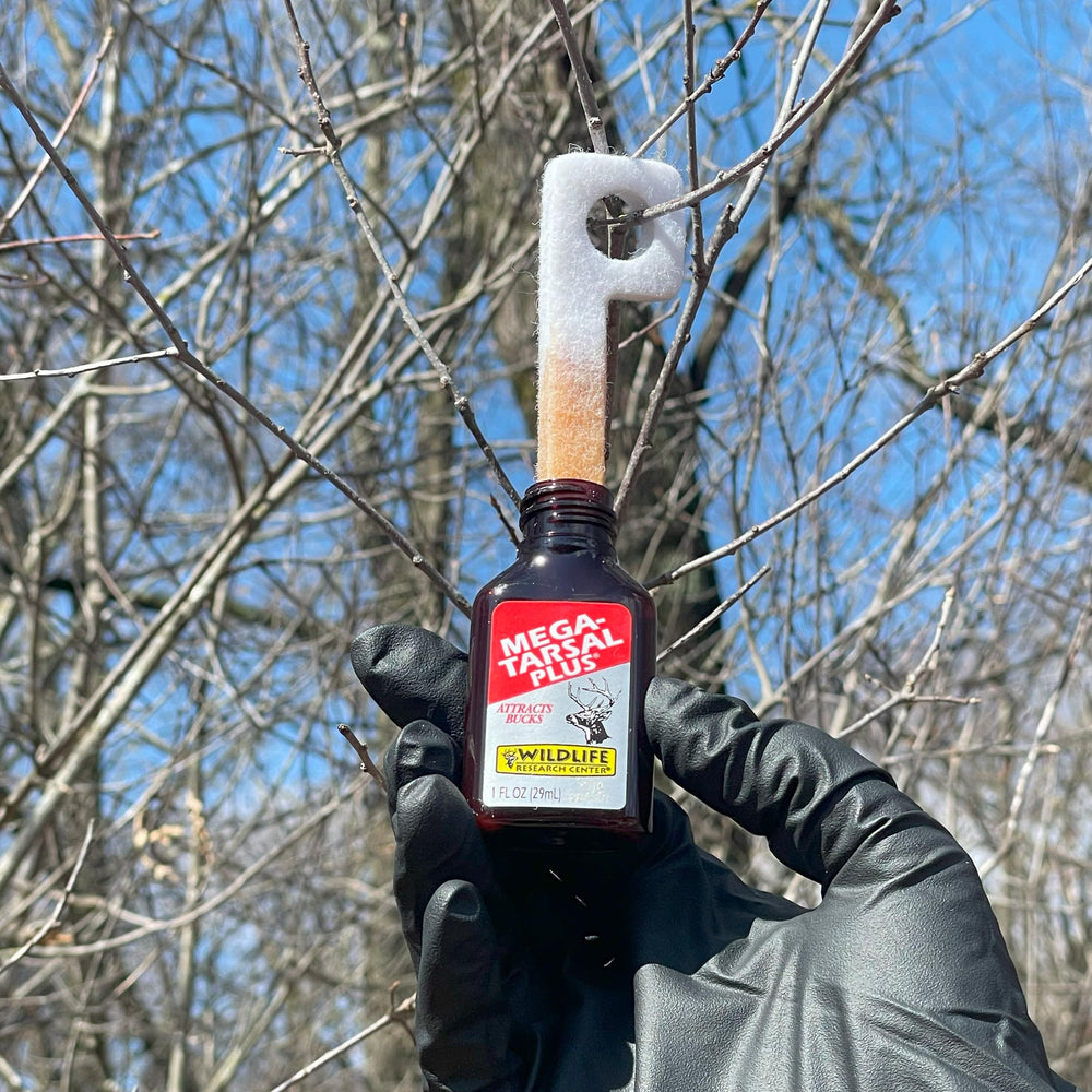 Dominant buck approaches after Mega-Tarsal Plus scent lure is deployed