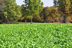 Close-up of Winter-Greens brassica seed mix for nutritious winter forage