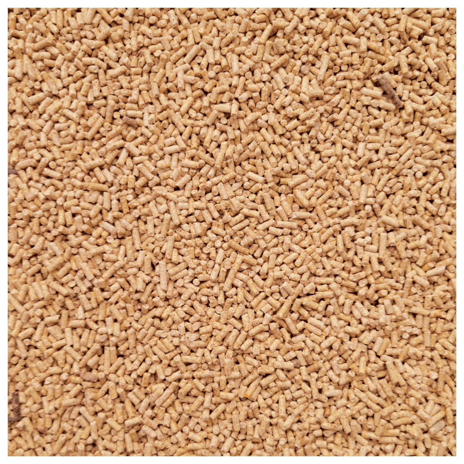 Closeup of WCB carp baits pellets; ideal for pre-baiting and scent trails.