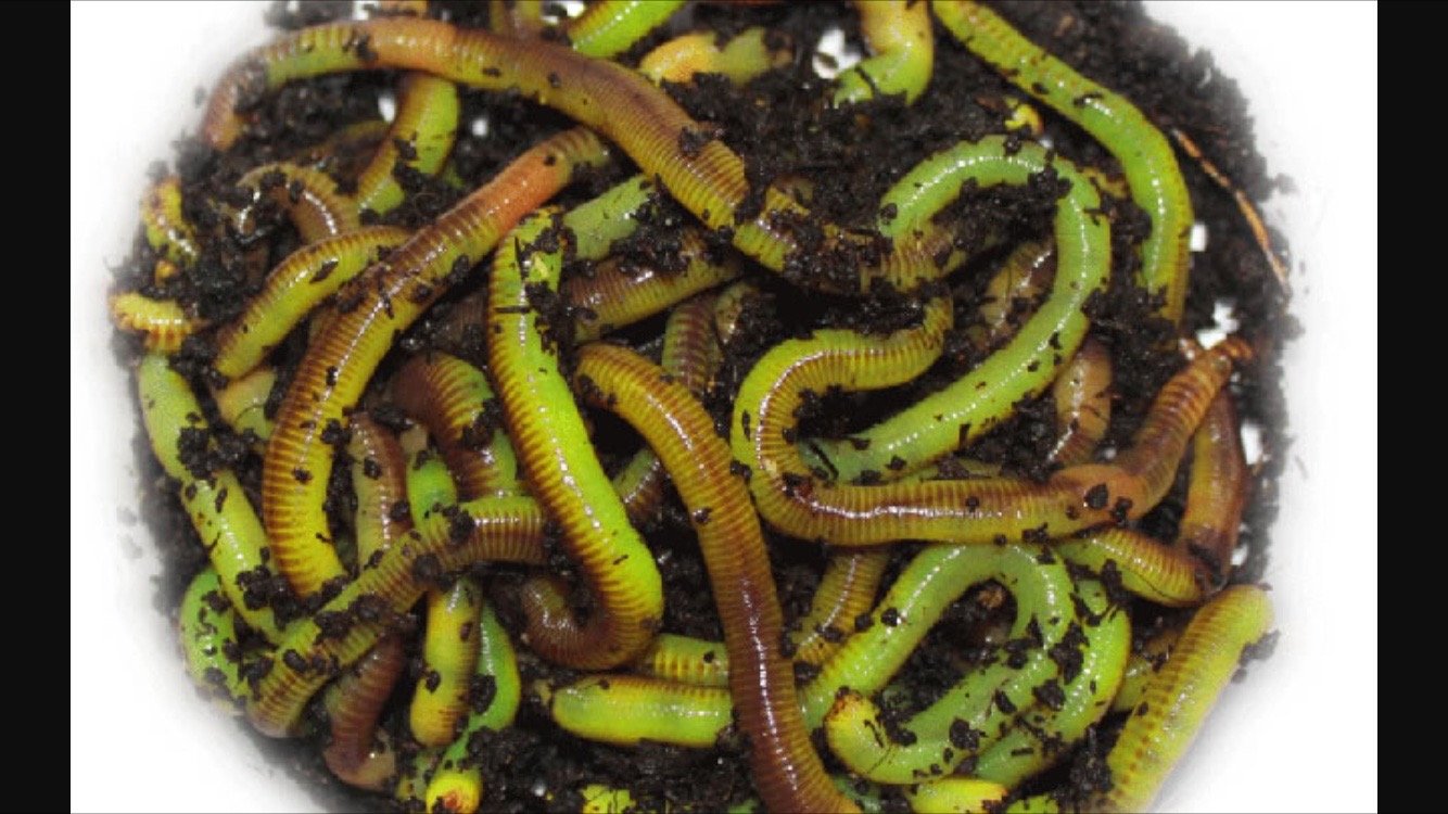 Worm Glo glowing chartreuse worms ready for fishing where lighting is low.