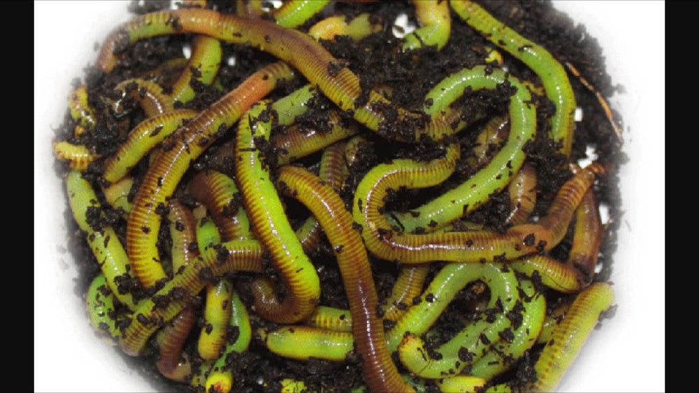 Worm Glo glowing chartreuse worms ready for fishing where lighting is low.