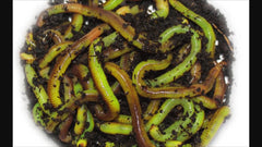 Worm Glo glowing chartreuse worms ready for fishing where lighting is low.