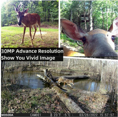 WOSODA trail camera 30MP photos deliver crisp daytime wildlife detail.